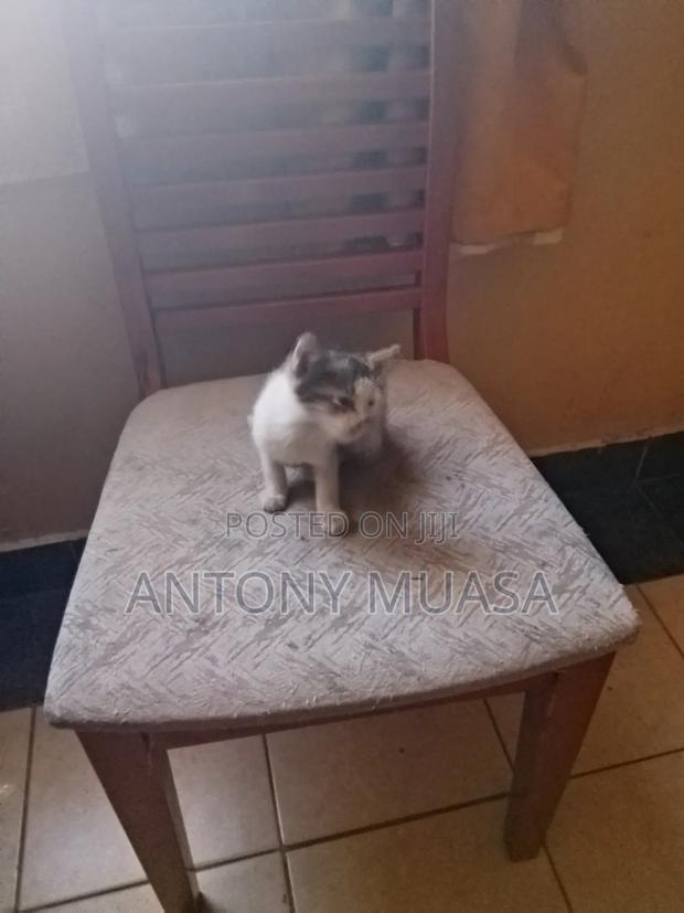 1-3 months Male Mixed Breed Maine Coon - thumbnail 4