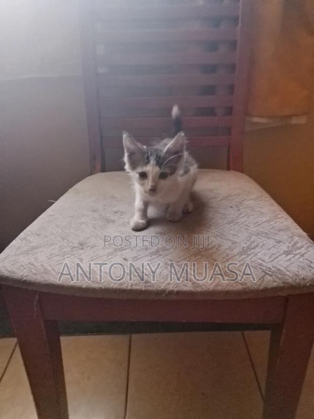 1-3 months Male Mixed Breed Maine Coon - thumbnail 5