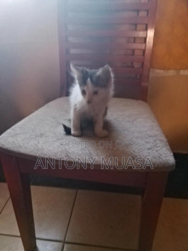 1-3 months Male Mixed Breed Maine Coon - thumbnail 6