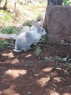 Rabbit Farming - main view