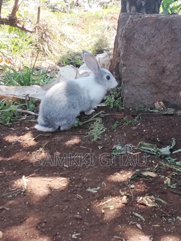 Rabbit Farming