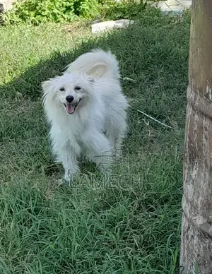 1+ year Female Purebred Japanese Spitz