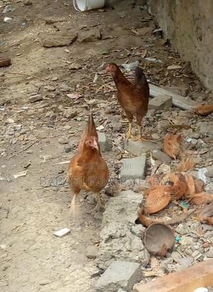 Female Kienyeji Chicken - main view