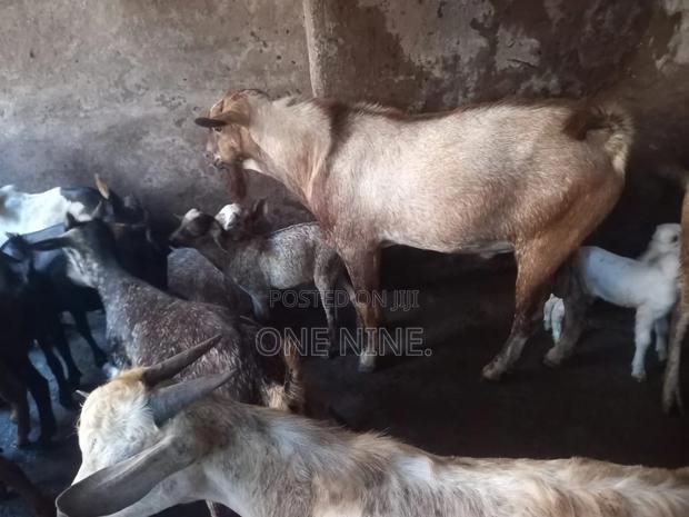 Aggressive Male - main view