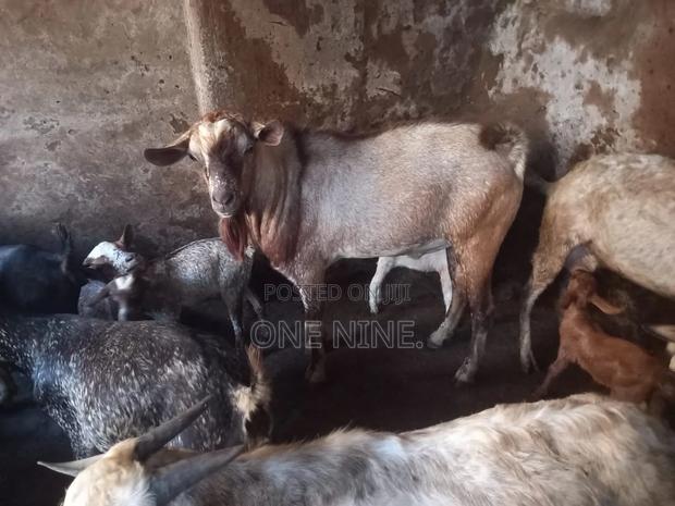 Aggressive Male - thumbnail 3