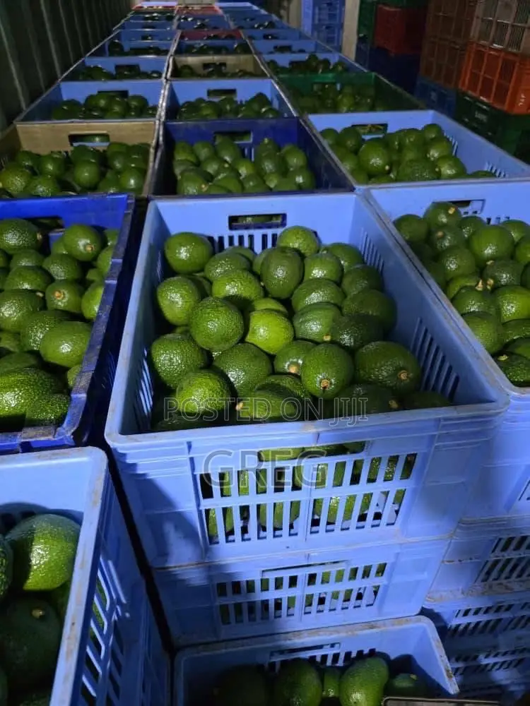 Ripe Hass Avocados