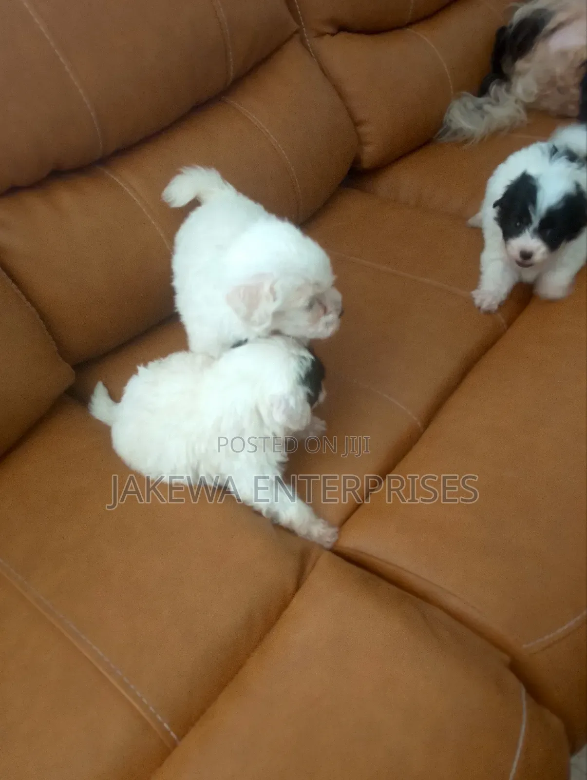 1-3 months Male Purebred Havanese