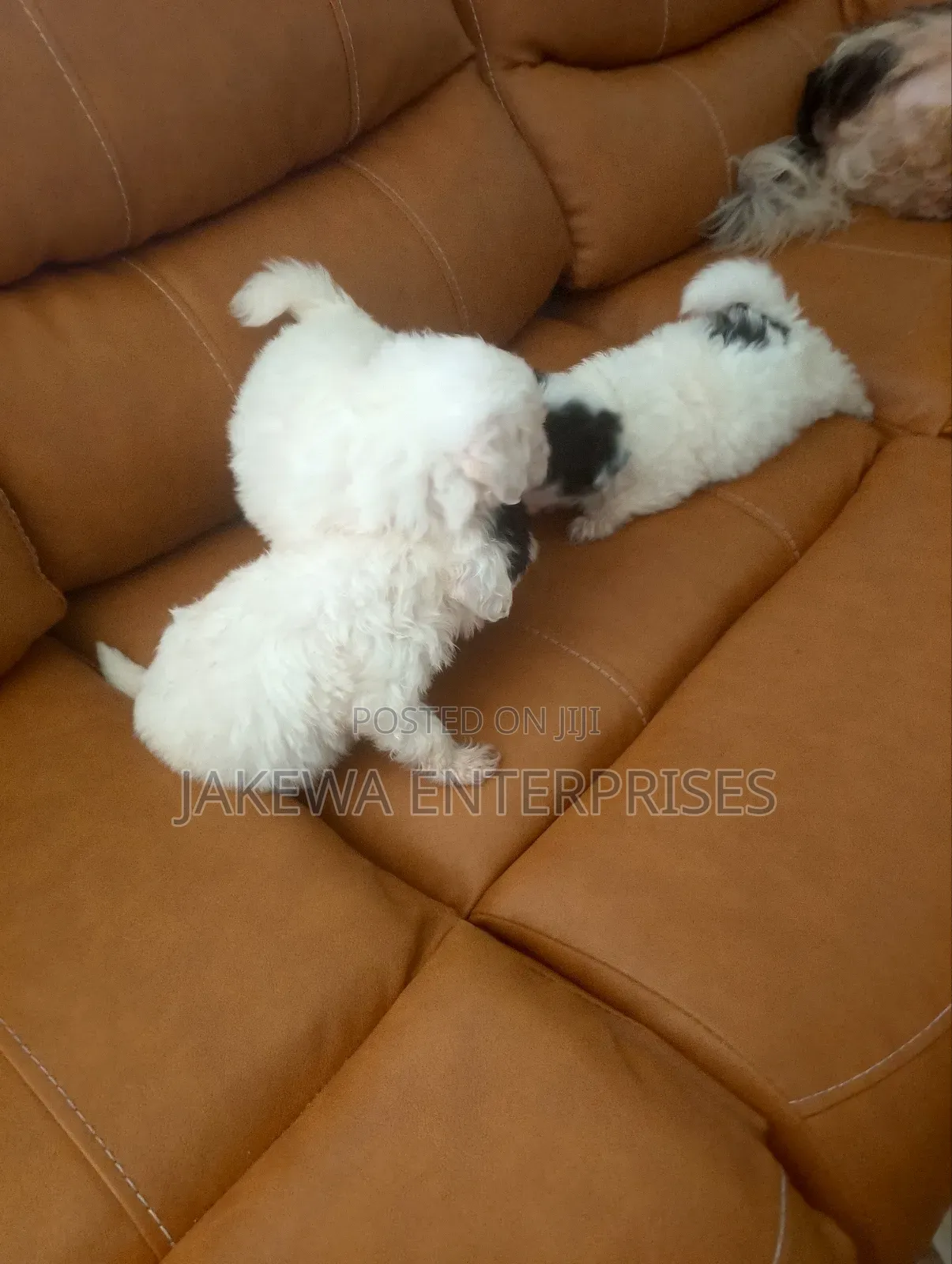 1-3 months Female Purebred Havanese