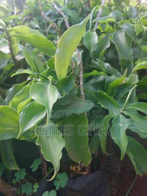 Insulin Seedling - main view