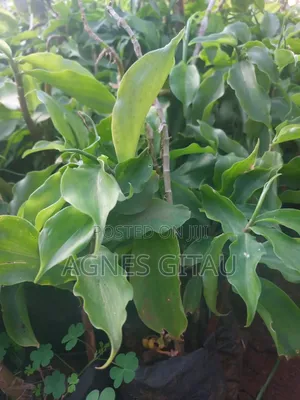 Insulin Seedling