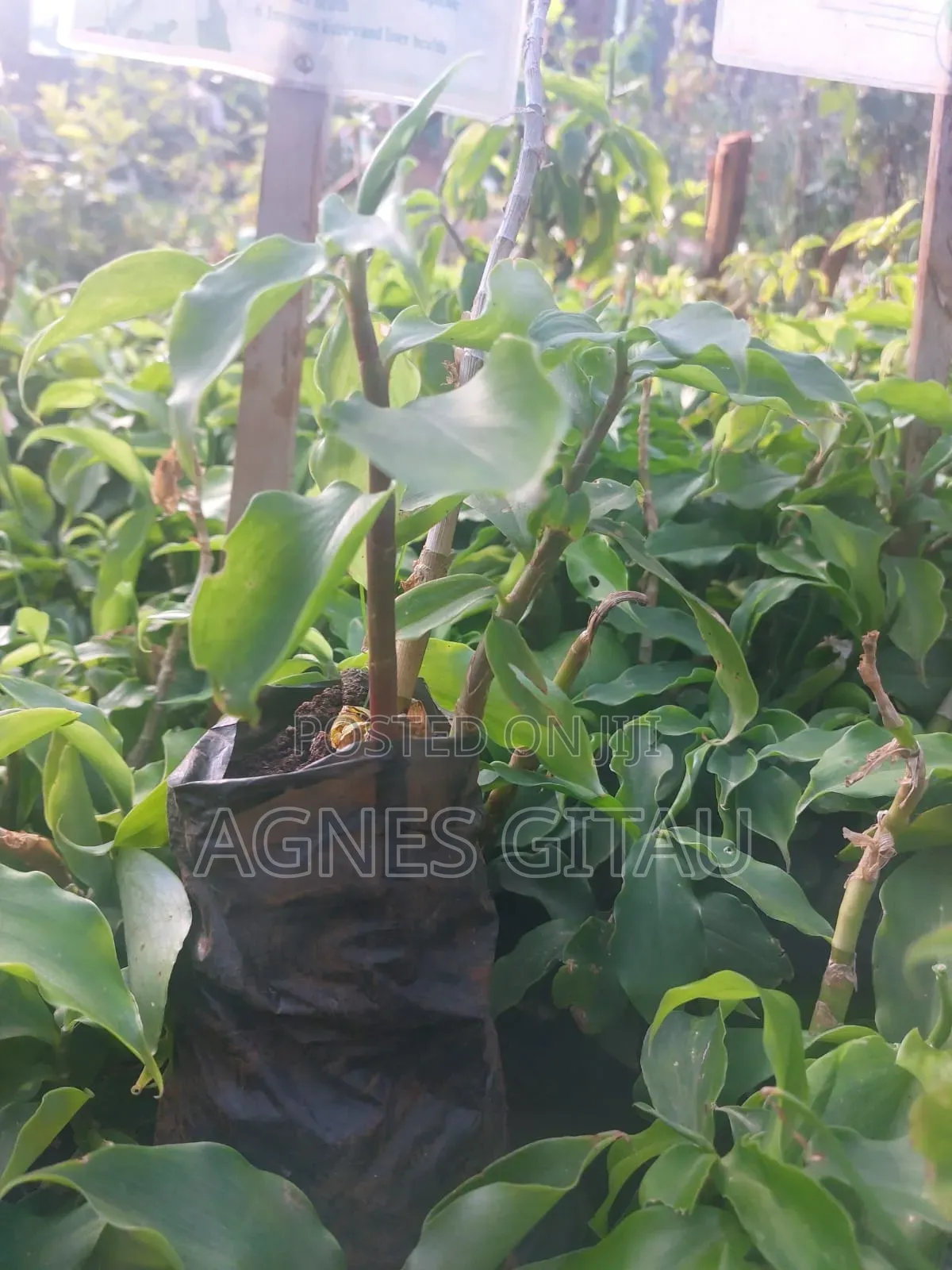 Insulin Seedling