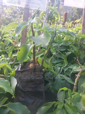 Insulin Seedling