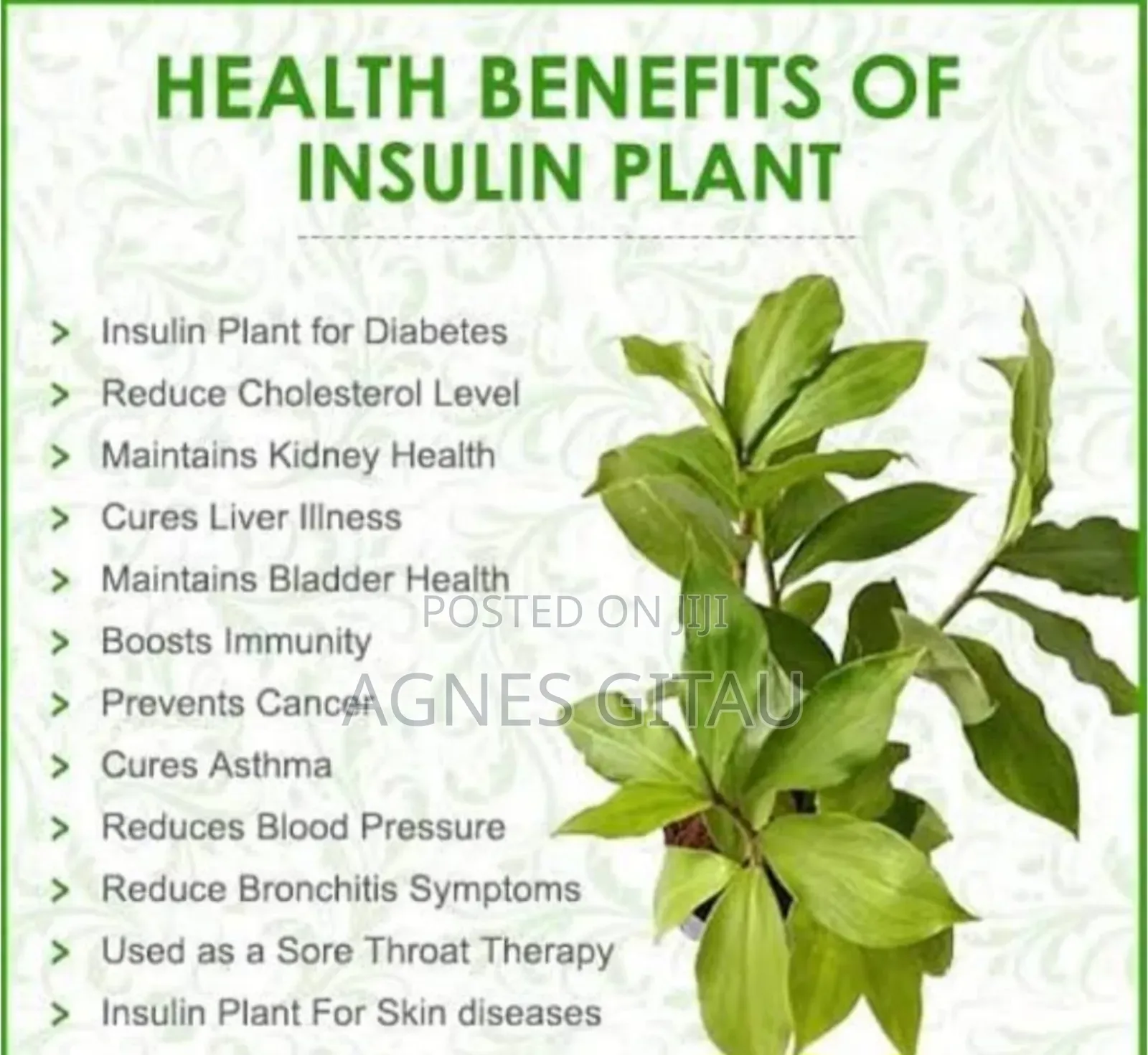 Insulin Seedling