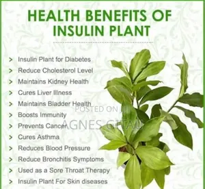Insulin Seedling