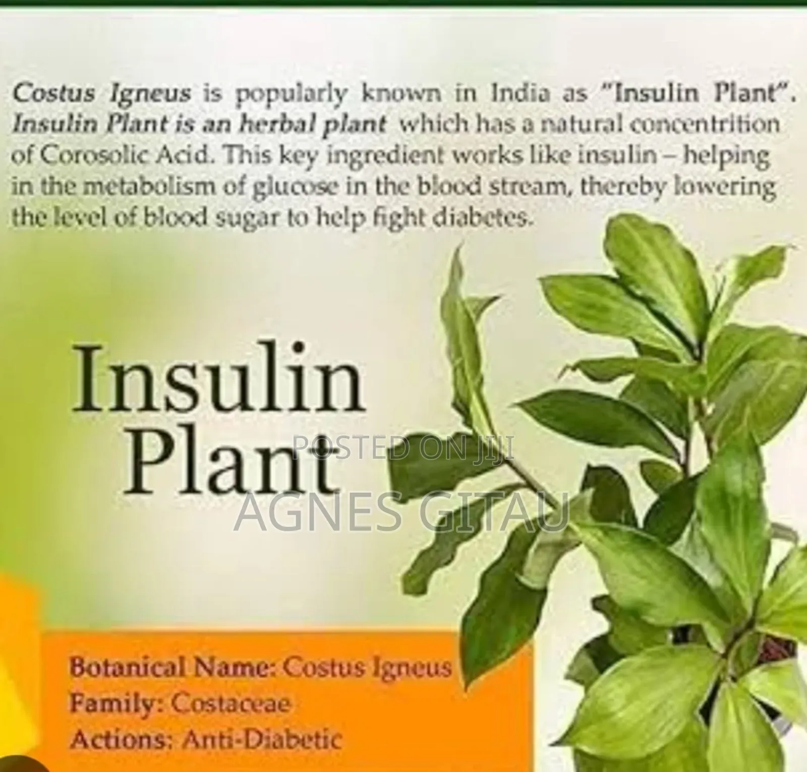 Insulin Seedling