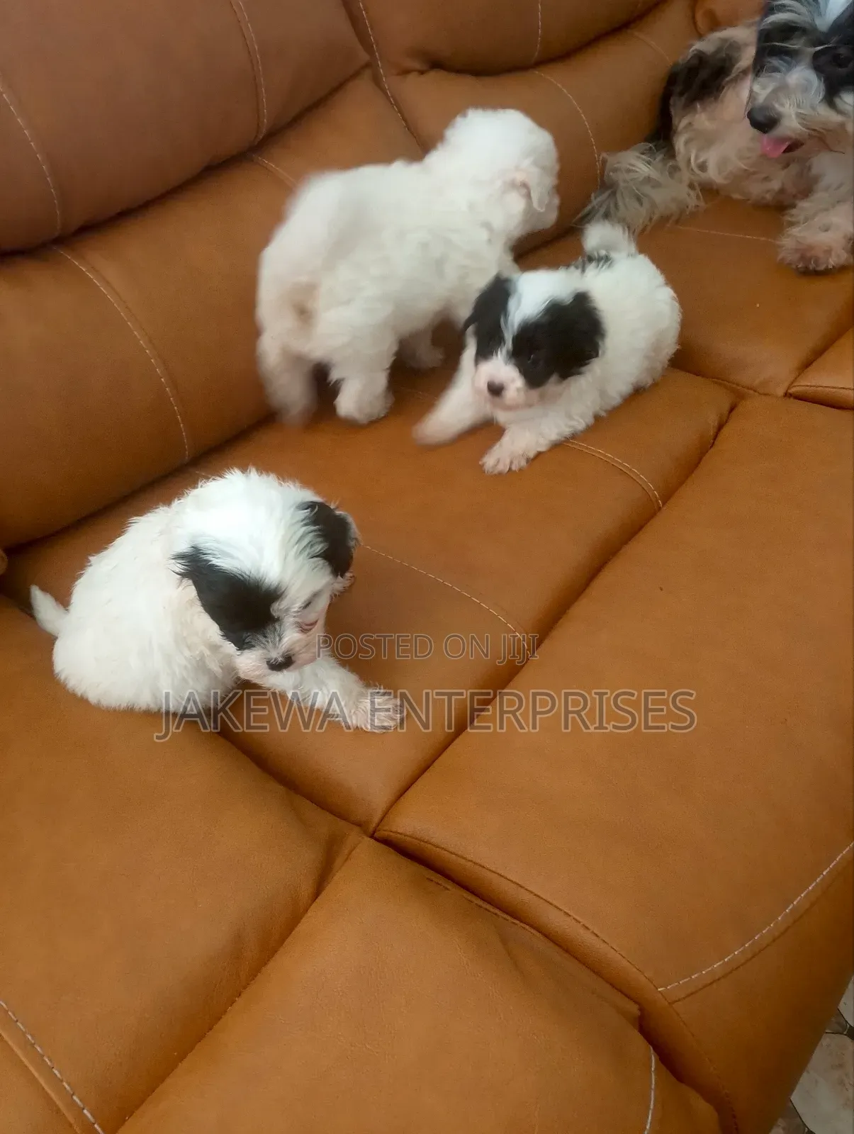 1-3 months Female Purebred Havanese