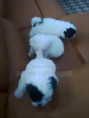 1-3 months Male Purebred Havanese