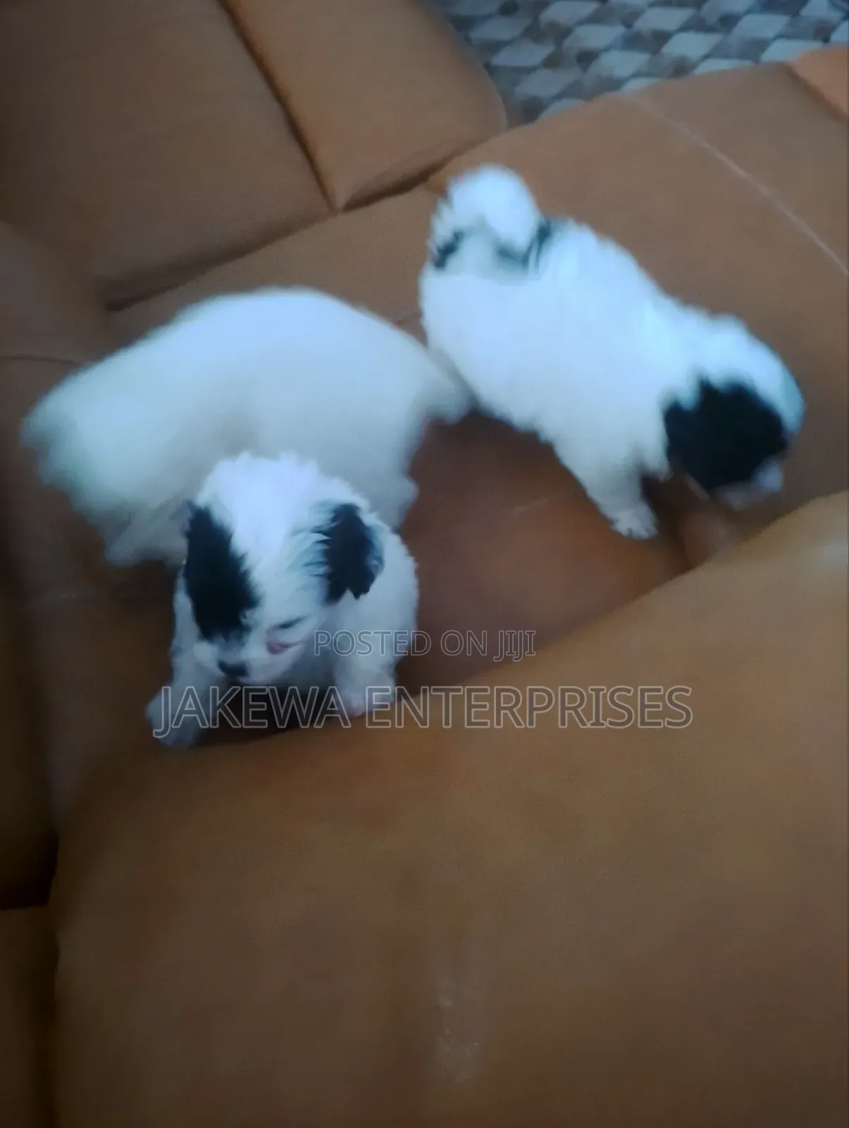 1-3 months Female Purebred Havanese