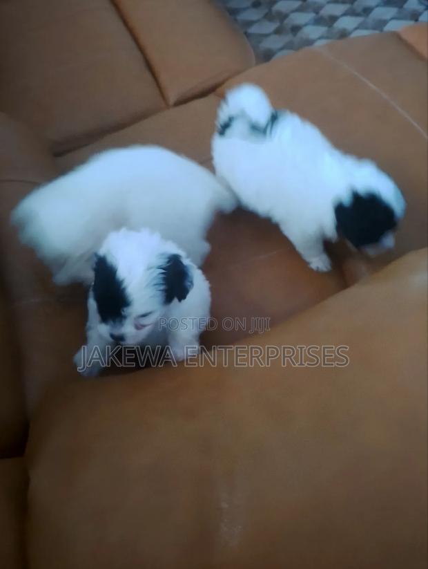 1-3 months Female Purebred Havanese