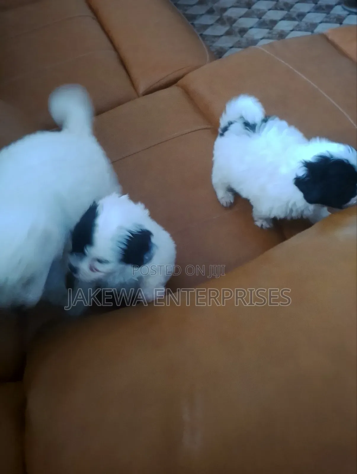 1-3 months Female Purebred Havanese