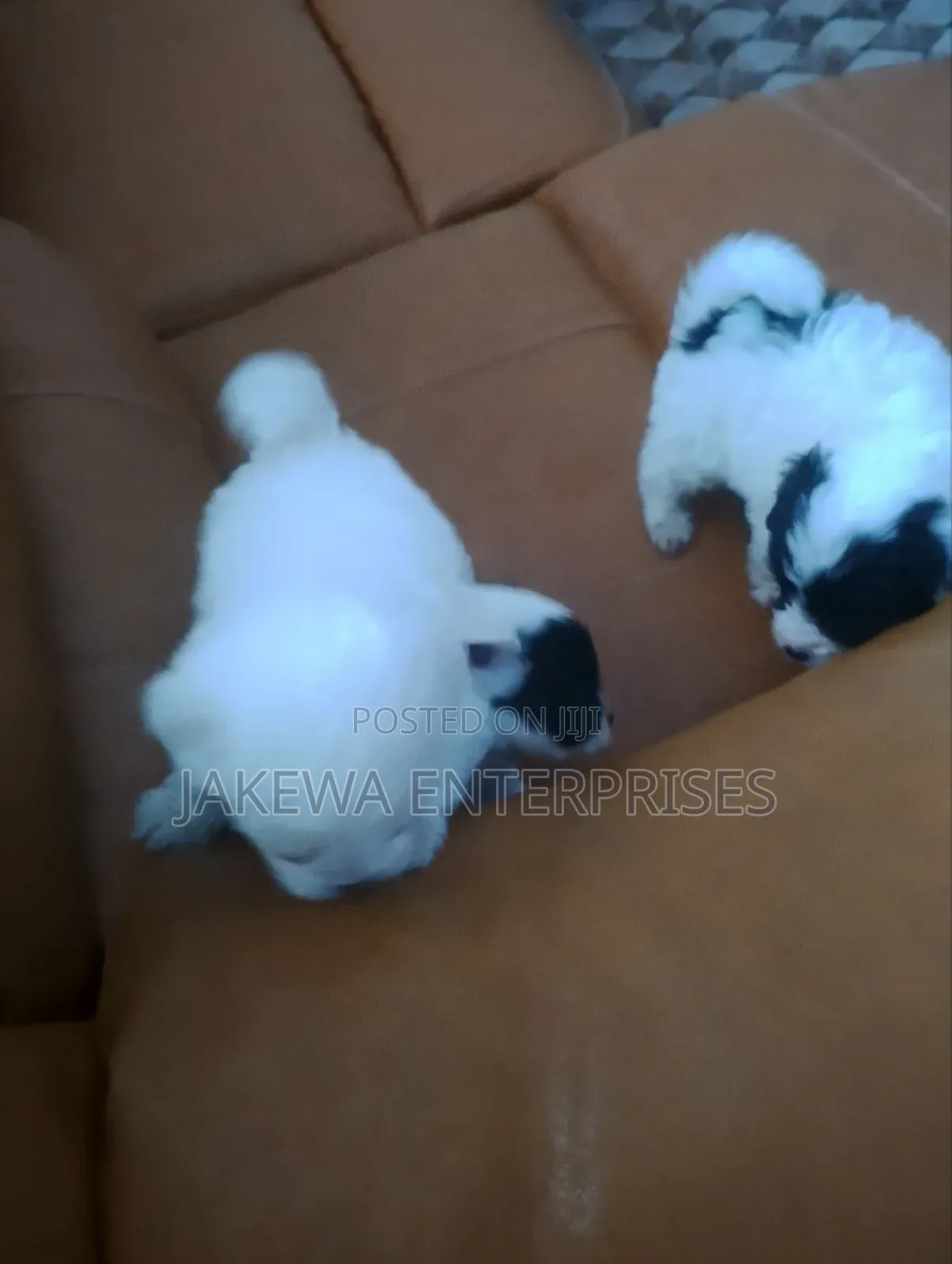 1-3 months Male Purebred Havanese
