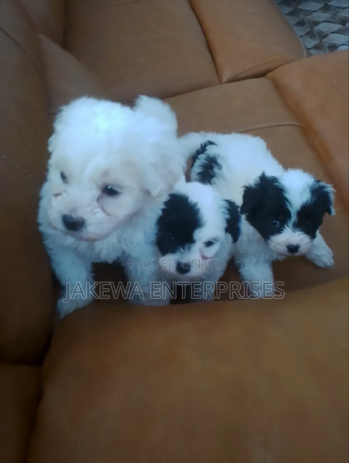 1-3 months Male Purebred Havanese