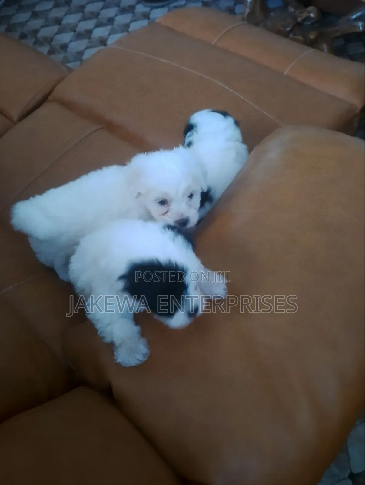 1-3 months Female Purebred Havanese