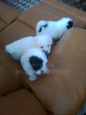 1-3 months Male Purebred Havanese