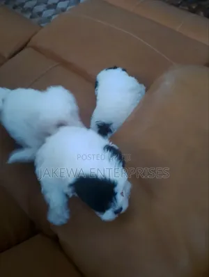 1-3 months Male Purebred Havanese