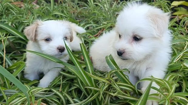 1-3 months Female Purebred Havanese - main view