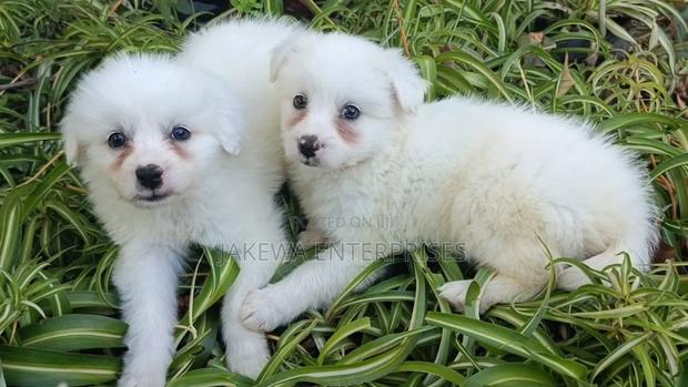 1-3 months Female Purebred Havanese