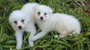 1-3 months Female Purebred Havanese