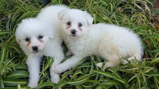 1-3 months Female Purebred Havanese - main view