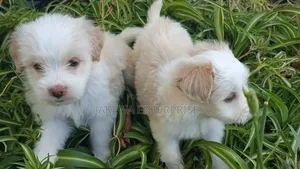 1-3 months Male Purebred Havanese