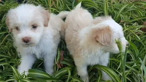 1-3 months Female Purebred Havanese
