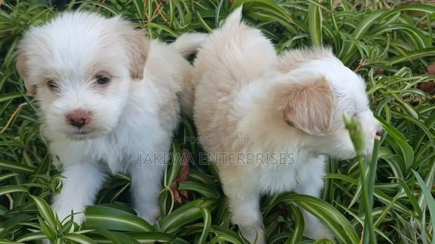 1-3 months Female Purebred Havanese