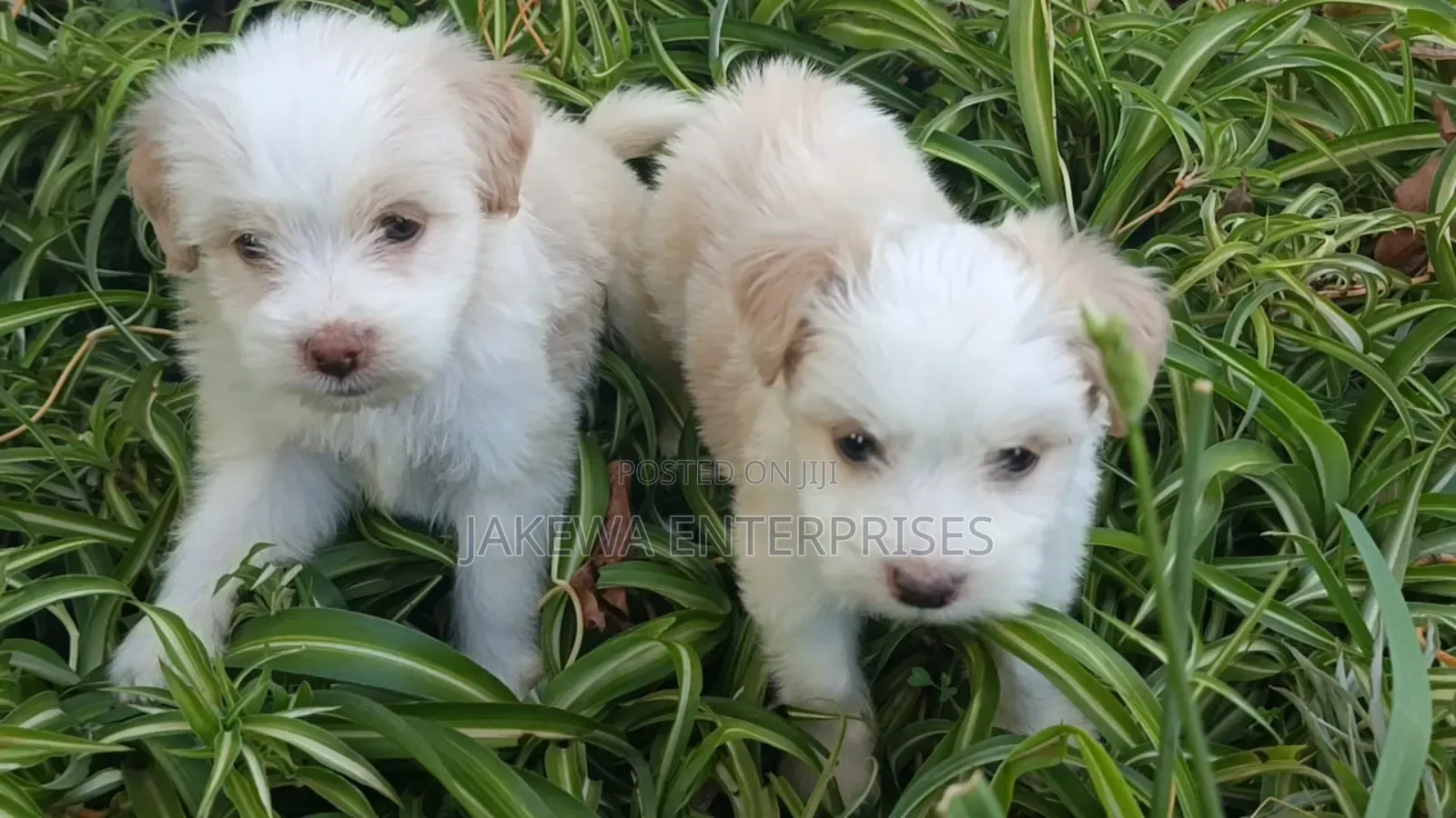 1-3 months Male Purebred Havanese