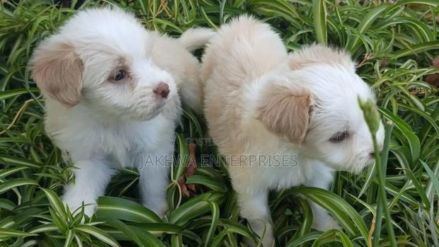 1-3 months Female Purebred Havanese