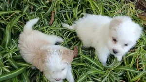 1-3 months Female Purebred Havanese