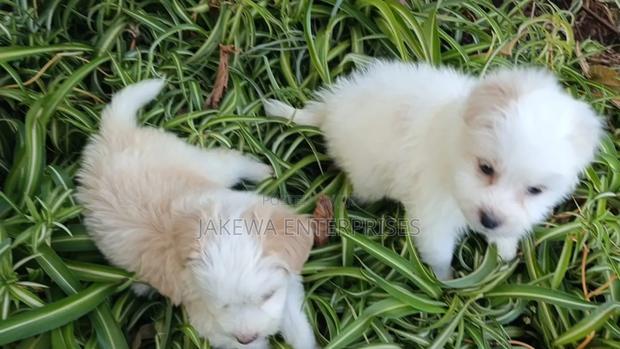 1-3 months Female Purebred Havanese - thumbnail 2