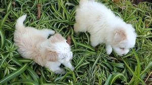 1-3 months Female Purebred Havanese - thumbnail 2