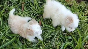 1-3 months Female Purebred Havanese