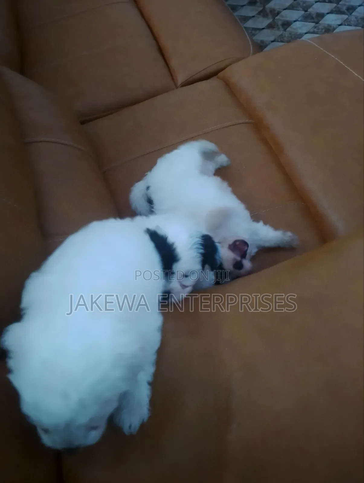 1-3 months Male Purebred Havanese