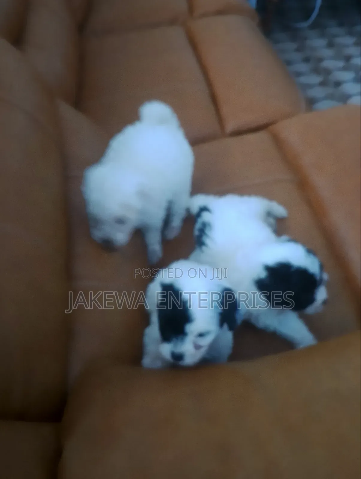 1-3 months Male Purebred Havanese