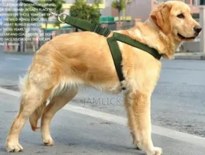 Medium Dog Leash Harness Set - Dv
