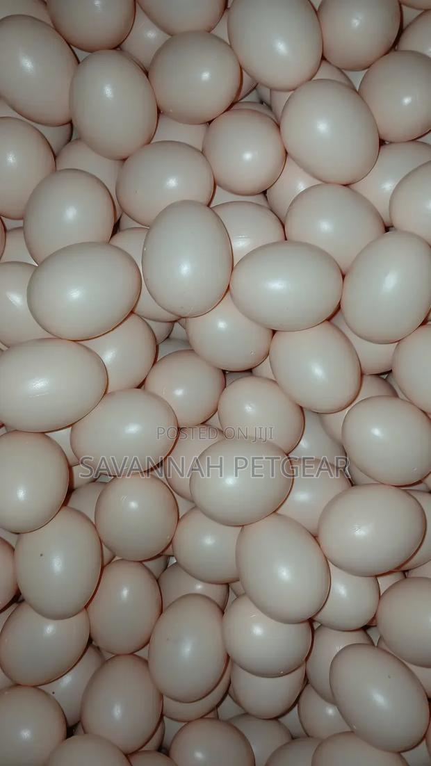 Dummy/Egg-Shaped Art Objects Also Used in Chicken Husbandry