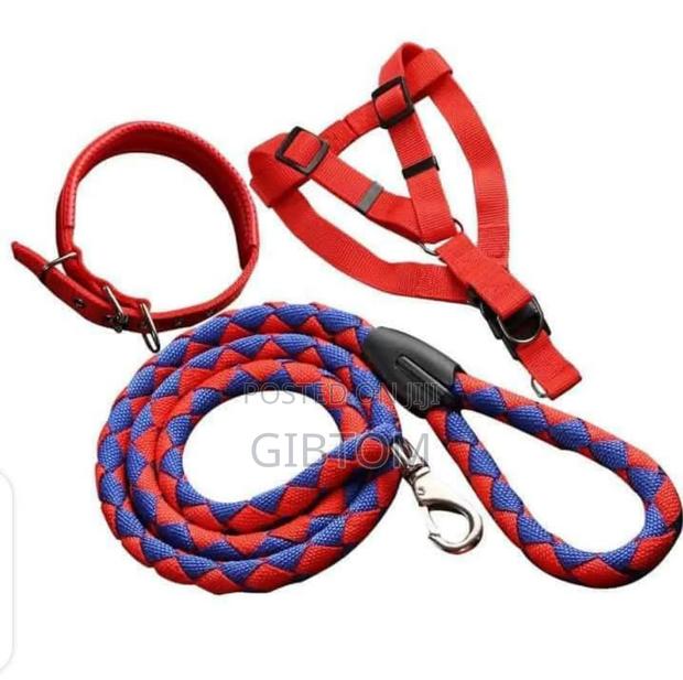 Dog Leash +Harness - main view