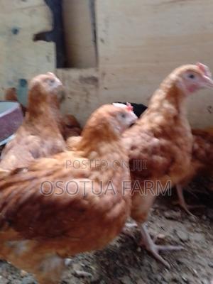 11 Weeks Old Strong Fully Vaccinated Sasso Jogoos - main view