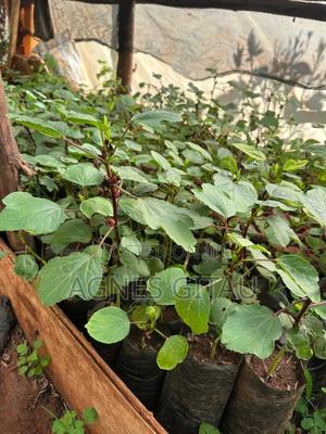 Hibiscus Seedlings - main view