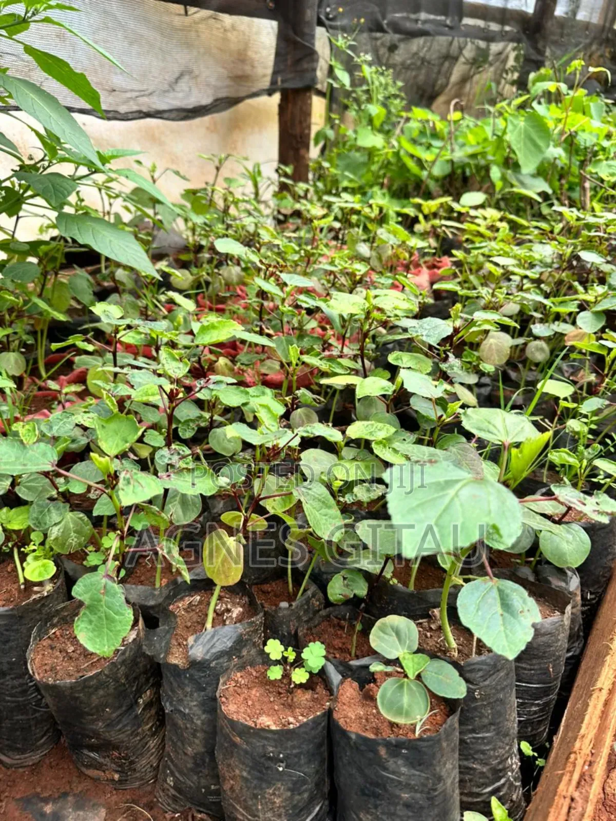 Hibiscus Seedlings 